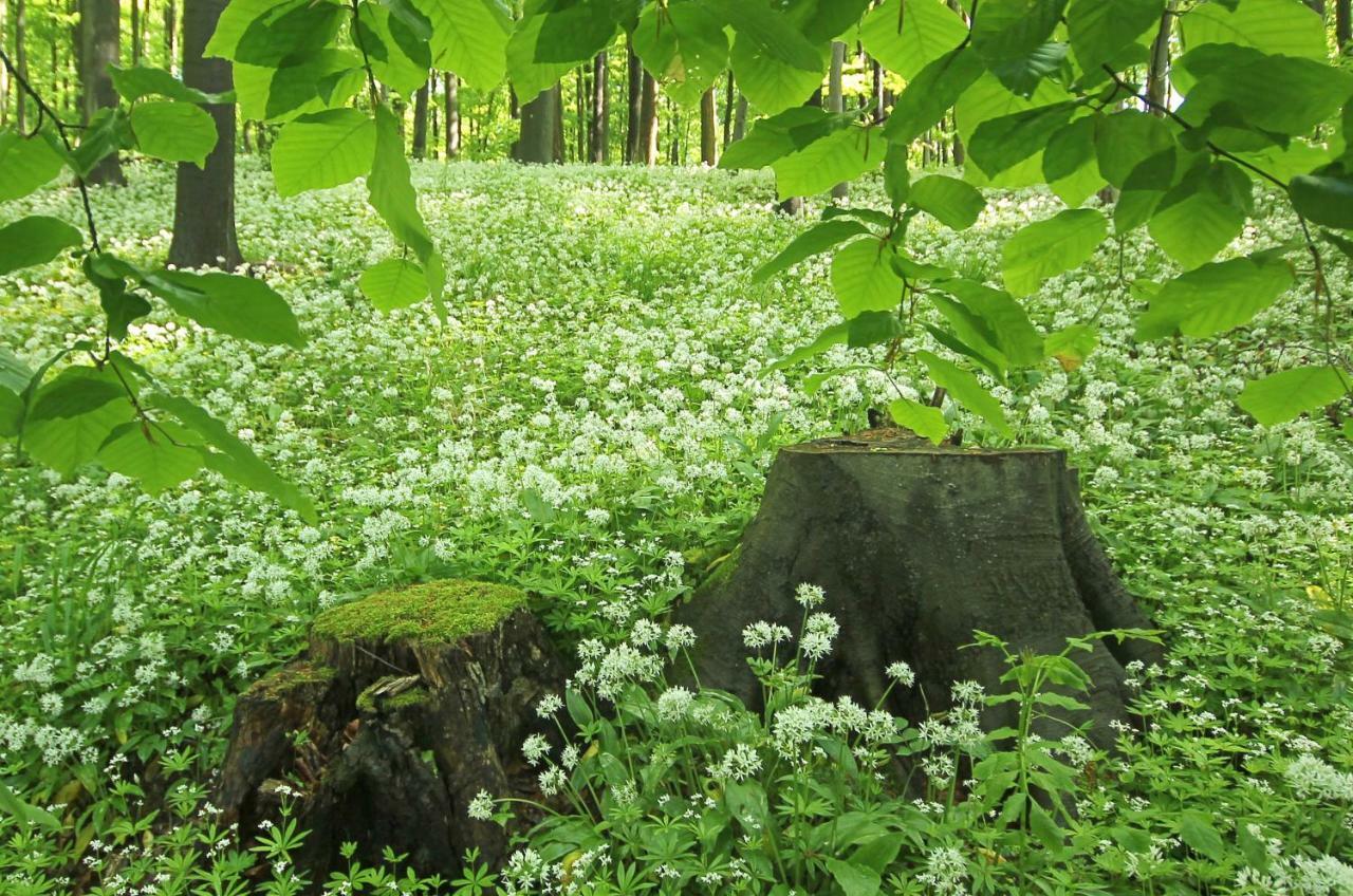 Hainich-Zeit Rodeberg Zewnętrze zdjęcie